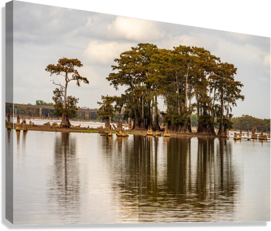 Stand of bald cypress trees rise out of water in Atchafalaya bas  Canvas Print