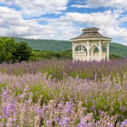 Lavender plants in blossom in early July with building