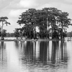 Stand of bald cypress trees rise out of water in Atchafalaya bas