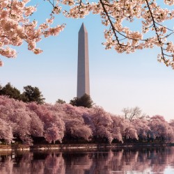 Washington Monument towers above blossoms