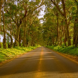 Famous Tree Tunnel of Eucalyptus trees