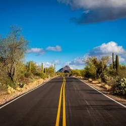 Road and cactus in Saguaro National Park