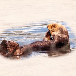 Digital watercolor of Sea Otter floating in the sea