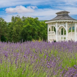 Lavender plants in blossom in early July with gazebo