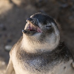 Single magellanic penguin chick showing papillae in mouth