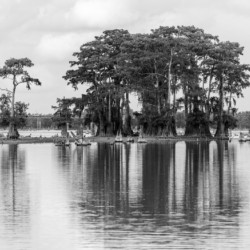 Stand of bald cypress trees rise out of water in Atchafalaya bas
