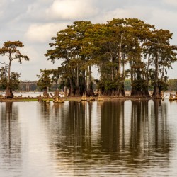Stand of bald cypress trees rise out of water in Atchafalaya bas