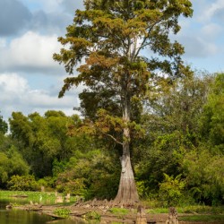 Large bald cypress trees rise out of water in Atchafalaya basin