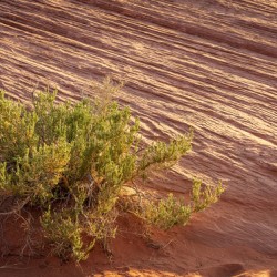 Detail of bush around Rainbow Vista trail in Valley of Fire stat