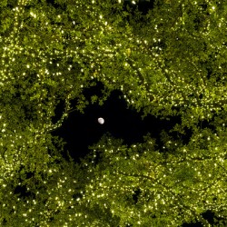 Holiday lights spectacular in trees of Johnson City Texas