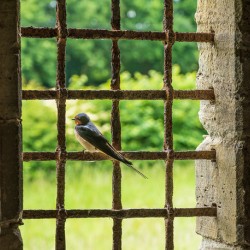 Barn swallow perched on the bars of 13th Century window