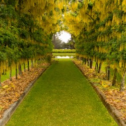 Laburnum Arch in full bloom over grass path