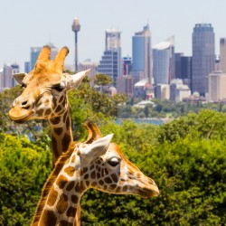 Giraffes with a fabulous view of Sydney