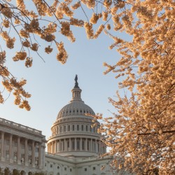 Cherry blossoms framing the Capitol