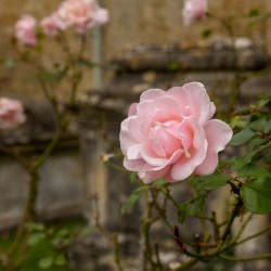Pink rose in graveyard in Bibury