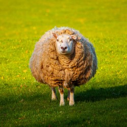 Large round sheep in meadow in Wales staring at camera