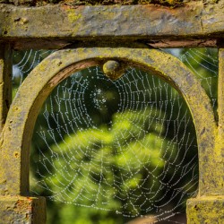 Dew glistening cobweb on gate