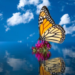 Sea level rise flooding the flowers for butterfly