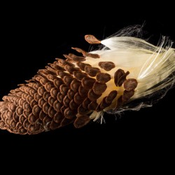Macro photo of swamp milkweed seed pod