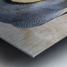 Small chick hiding in the feathers of a King Penguin at Bluff Co Metal print