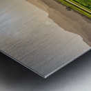 Verdant taro fields thrive under the Hawaiian sun near Hanalei B Metal print