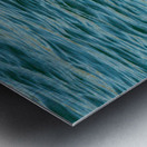 Small harbor seal in waters off Anacortes looking plaintively at Metal print