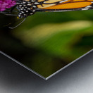 Side view of Monarch butterfly feeding in garden Impression metal