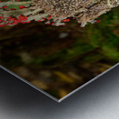 Cladonia cristatella or British Soldiers Lichen or algae Metal print