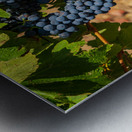 Bunches of grapes for port wine in Douro valley Metal print