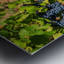 Grapes for port wine by the River Douro Metal print