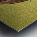 Two brown horses grazing in a meadow Metal print