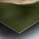 Cute Chipmunk well fed on nuts and seeds Metal print