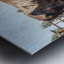 Old Longhorn bull in paddock Metal print