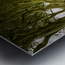 Dark Hedges road through old trees Metal print