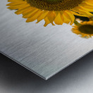 Sunflowers in early evening as sun sets Metal print