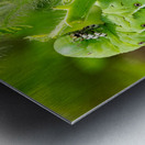 Tomato hornworm caterpillar eating plant Metal print