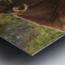 Large brown cow resting in meadow Metal print