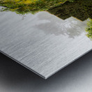 Laburnum Arch in full bloom over grass path Metal print