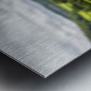 Cute lamb in meadow in wales or Yorkshire Dales Metal print