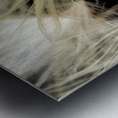 Macro photo of swamp milkweed seed pod Metal print