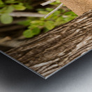 Small Key Deer in woods Florida Keys Impression metal