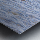 Imperial Cormorant seabird on rock in Punta Arenas Chile Metal print