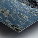 American alligator head in calm waters of Atchafalaya Metal print