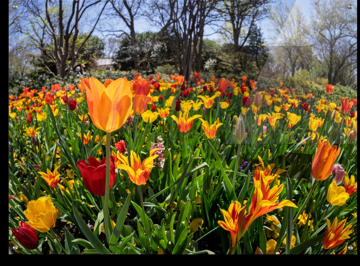 Field of vibrant tulips in full bloom creating a colorful tapes Mural print
