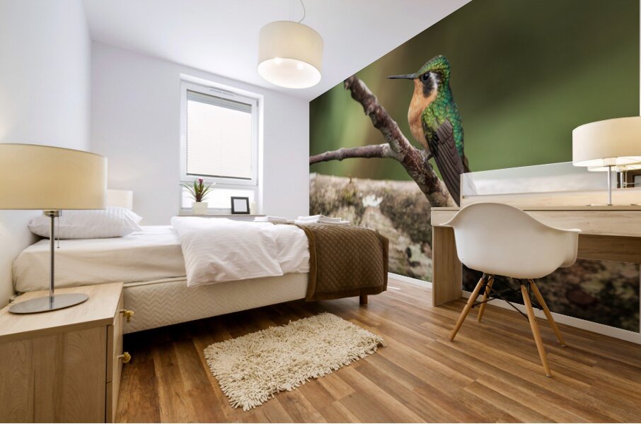 White throated mountaingem hummingbird perched on a twig  in Cos Mural print