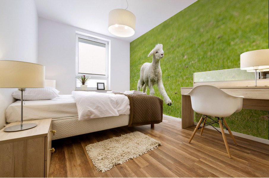 Cute lamb in meadow in New Zealand Mural print