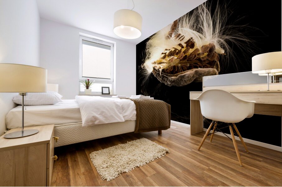 Macro photo of swamp milkweed seed pod Mural print