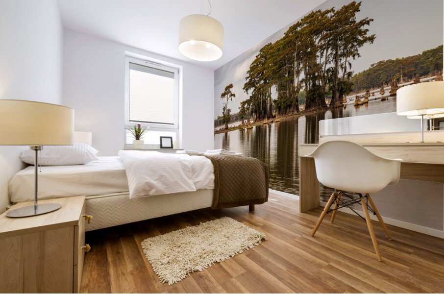 Stand of bald cypress trees rise out of water in Atchafalaya bas Mural print