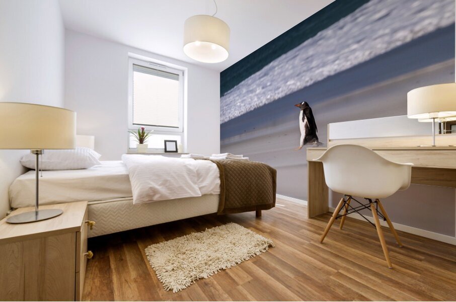 Single Gentoo penguin on Falklands walking to ocean Mural print