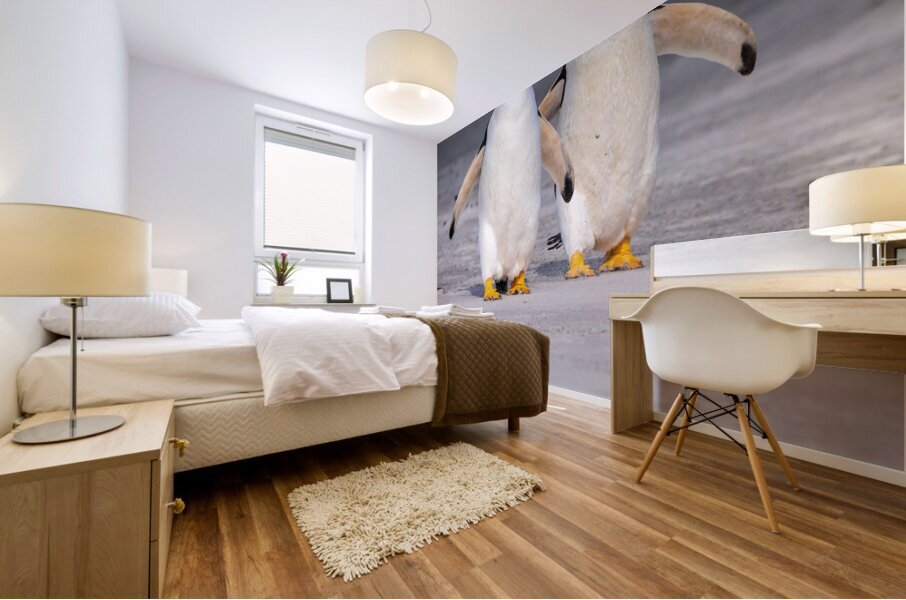 Two Gentoo penguins at Bluff Cove on Falklands walking to ocean Mural print